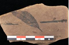 Foto (Detailsansicht) von Quercus palaeoilex Ettingshausen (NHMW-GEO-2024-0188-0847)